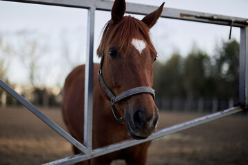 Close-Up of Brown Horse on Ranch