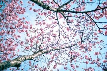 ピンクの桜と空