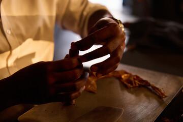 Cigar Maker Rolling Tobacco Leaf