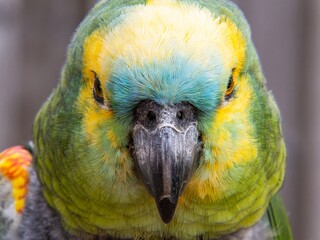 The Amazon green parrot, its vibrant green, blue and yellow feathers. Close up