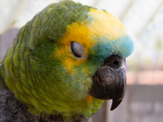 The Amazon green parrot, its vibrant green, blue and yellow feathers. Close up