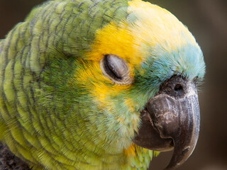 The Amazon green parrot, its vibrant green, blue and yellow feathers. Close up