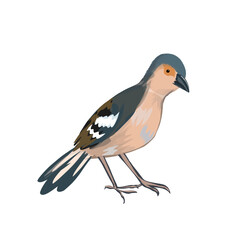 a sparrow without a background