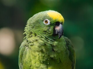 The Amazon green parrot, its vibrant green, blue and yellow feathers. Close up