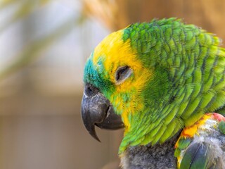 The Amazon green parrot, its vibrant green, blue and yellow feathers. Close up