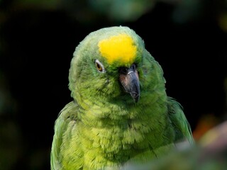 The Amazon green parrot, its vibrant green, blue and yellow feathers. Close up