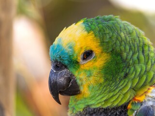 The Amazon green parrot, its vibrant green, blue and yellow feathers. Close up