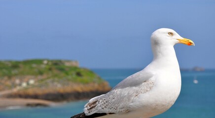 seagull on the beach