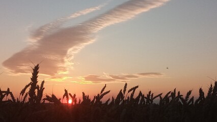 A stunning golden wheat field at sunset with a deep blue sky and wispy clouds. The warm sunlight...