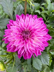 Obraz premium pink dahlia flower