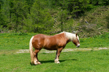 A powerful brown horse with a blonde mane and tail stands in a vibrant green field