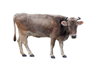 cow on a white background