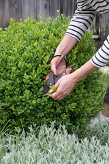 pruning boxwood with pruning shears