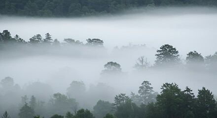 Misty Mountain Forest: Layers of Fog Enveloping Verdant Peaks