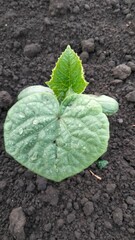 Organic cucumber plant at early growth stage, wet leaves close-up