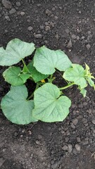 Top view of small cucumbers with flowers on plant in garden soil