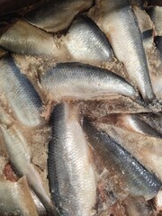fresh fish on market stall