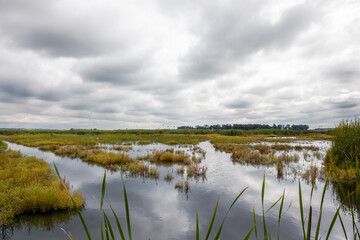Wetland landscape