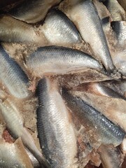 fresh fish salted herring on ice