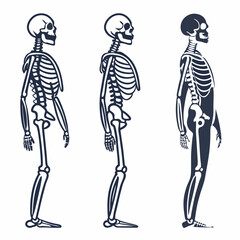 Human skeleton anatomy side view illustration medical science