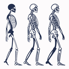 Three skeletons walking different postures anatomy illustration