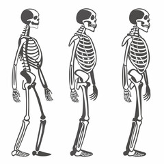 Three skeletons standing profile views anatomy illustration