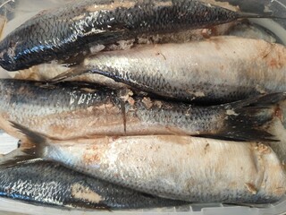 fresh fish matias on ice