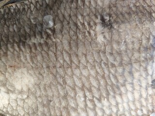 fish scales texture close-up
