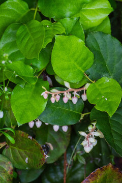 Salal, Shallon, or gaultheria (Gaultheria shallon)