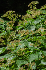 Dogwood or cornels (Cornus)