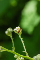 Bug on blackberry flower (Rubus Americanus)