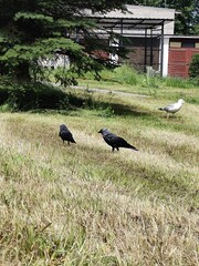 white stork in the nest