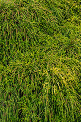  Filifera Sungold (Chamaecyparis pisifera)