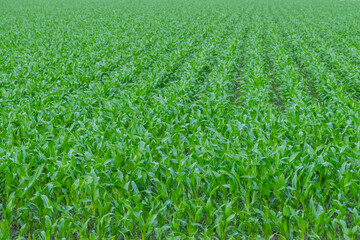 Corn field (maize)