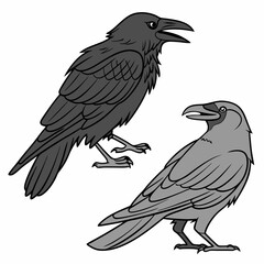 Two professional ravens isolated on white background