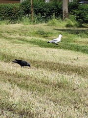 white stork in the nest