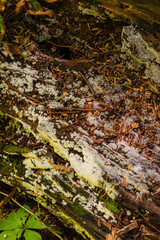 lichen on rotting log