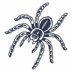 Tarantula spider illustration, isolated cutout, transparent background
