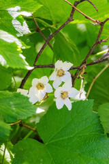 Thimbleberry flower (rubus parviflorus)
