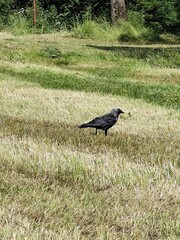 crow and seagull on grassy fields