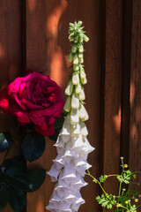 Foxglove (Digitalis)