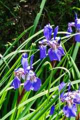 Iris (Iris sanguinea)