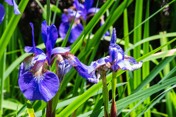 Iris (Iris sanguinea)