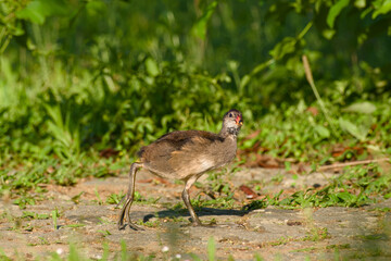 common moorhen chick standing on the ground close-up