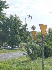 white swans taking off near urban building road sign on the road