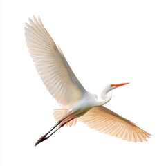 Majestic Heron in Flight , isolated on white background png