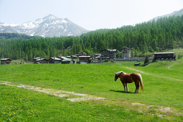 A horse stands in a lush green field with a village and snowy mountains in the background
