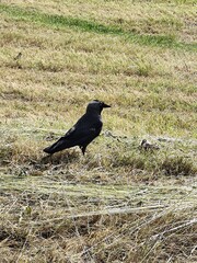 Obraz premium black bird western jackdaw (coloeus monedula) standing on freshly cut grass