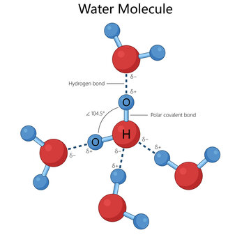 water molecule, including polar covalent bonds, hydrogen bonds, and the bond angle diagram hand drawn schematic raster. Science educational illustration