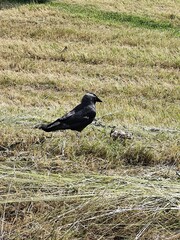 western jackdaw standing on freshly cut grass